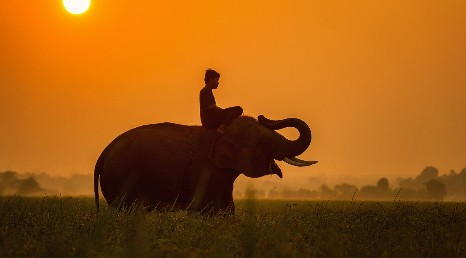 Olifant Elephant