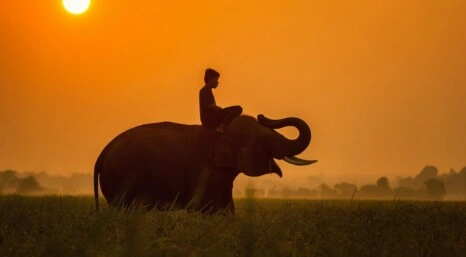 Olifant Elephant